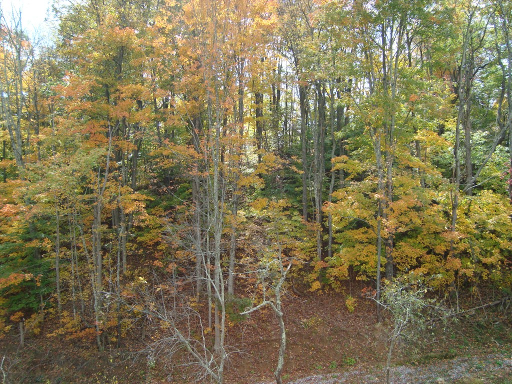 Autumn Colors in WV