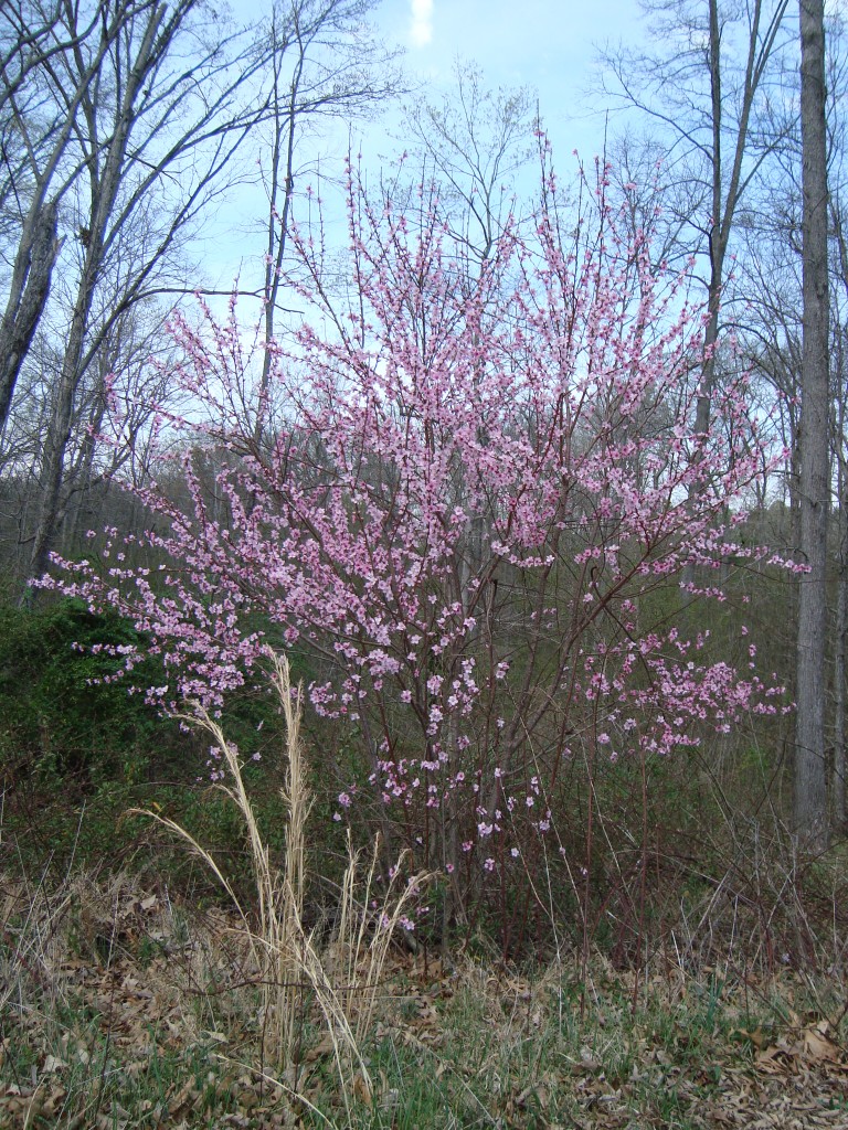 Cherry Tree