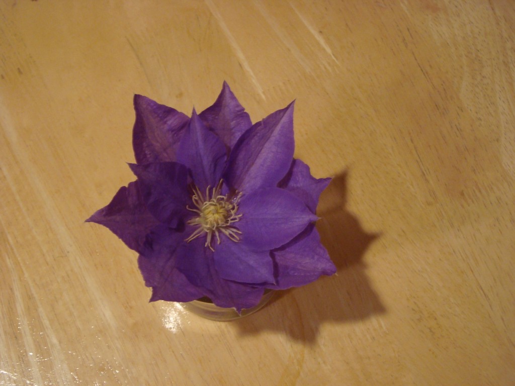 Clematis