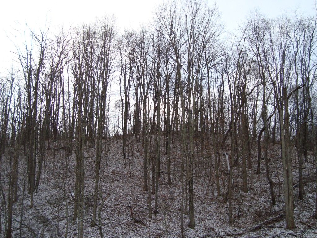 New Years Snow at WV