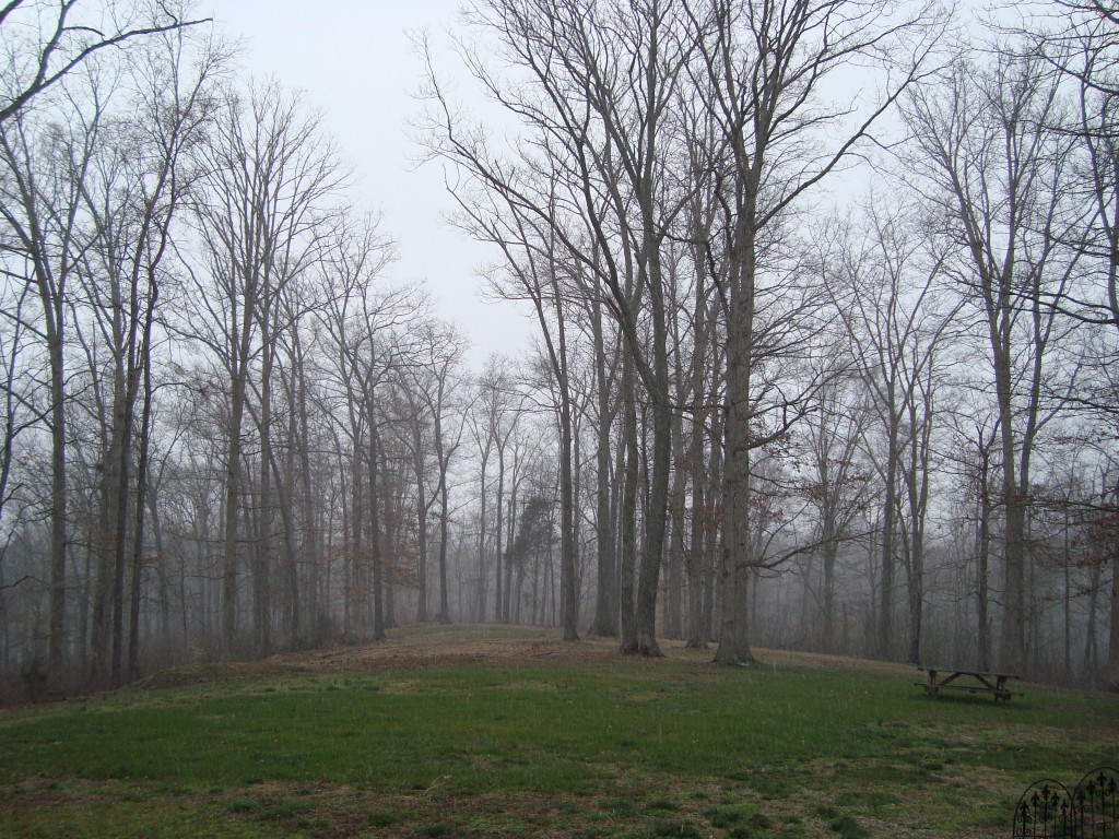 Snow Falling Softly in Foggy Forest